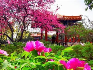 《牡丹之城出装攻略——打造最强装备，征服游戏世界》（探索装备搭配绝佳之道，尽握胜利的钥匙）