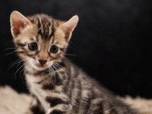 老夫子出装攻略猫萌，无敌组合助你登顶！（轻松上分必备，老夫子与猫萌携手征战！）