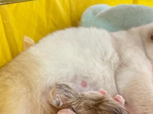 神医奶猫出装攻略（专业指导，打造最强输出）