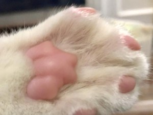 《以艾丽莎的国度10只猫如何获得》（探秘游戏内隐藏任务，获得可爱猫咪宠物）