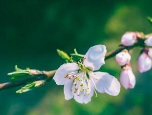 云顶之弈S7怒翼龙阵容羁绊一览（打造最强怒翼龙阵容，让你无敌天下！）